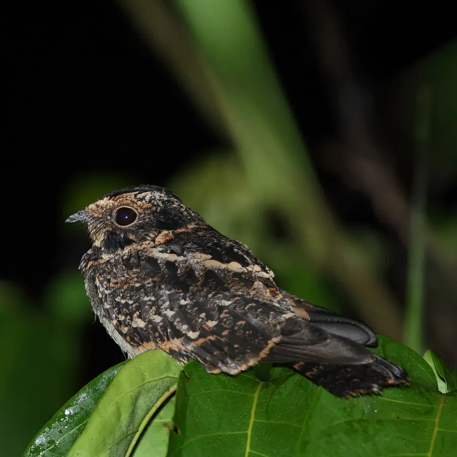 The Spot-tailed nightjar card