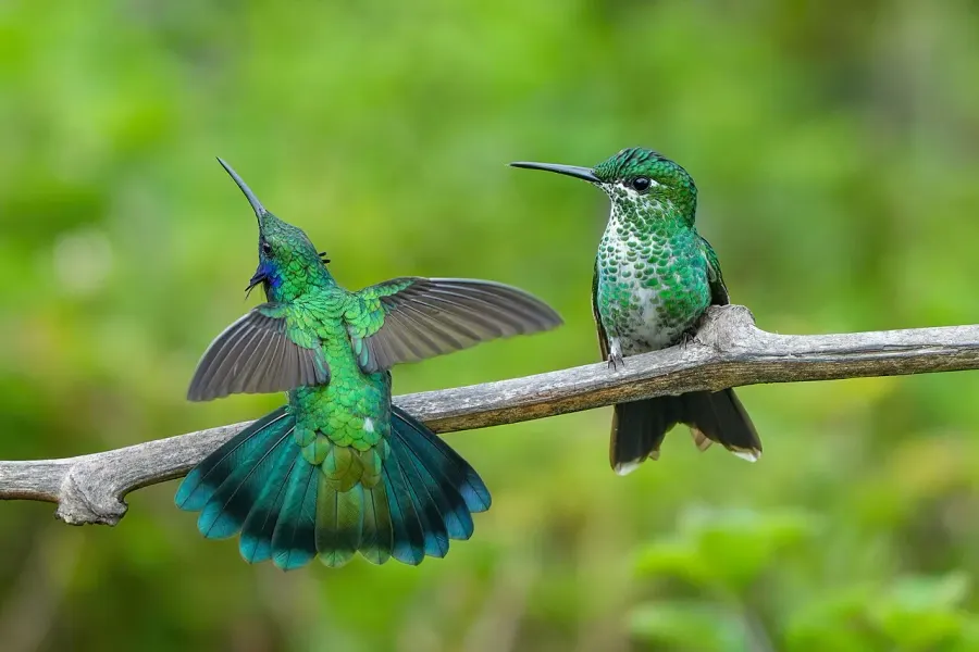 La carte Colibri cyanote