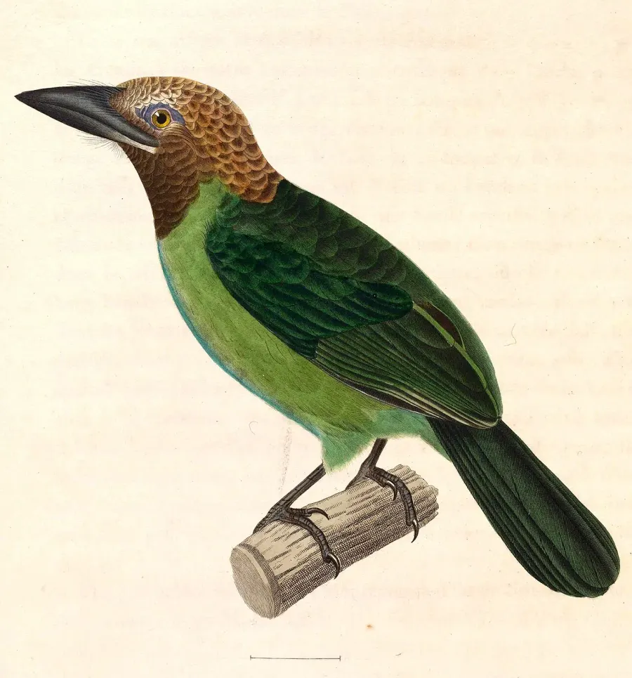 The Brown-throated barbet card