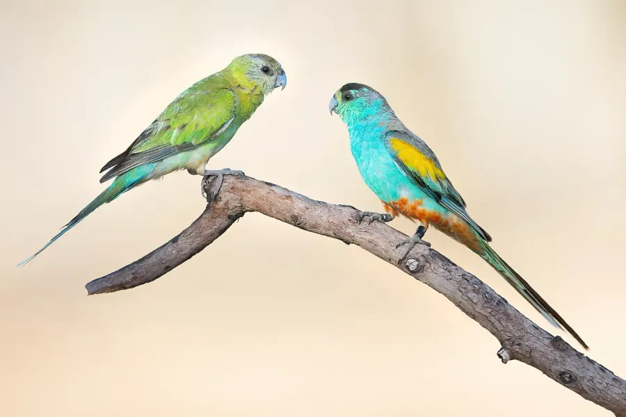 The Golden-shouldered parrot card