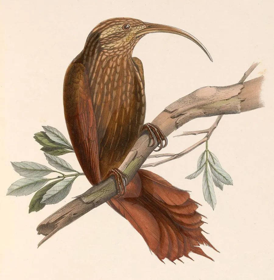 The Greater scythebill card