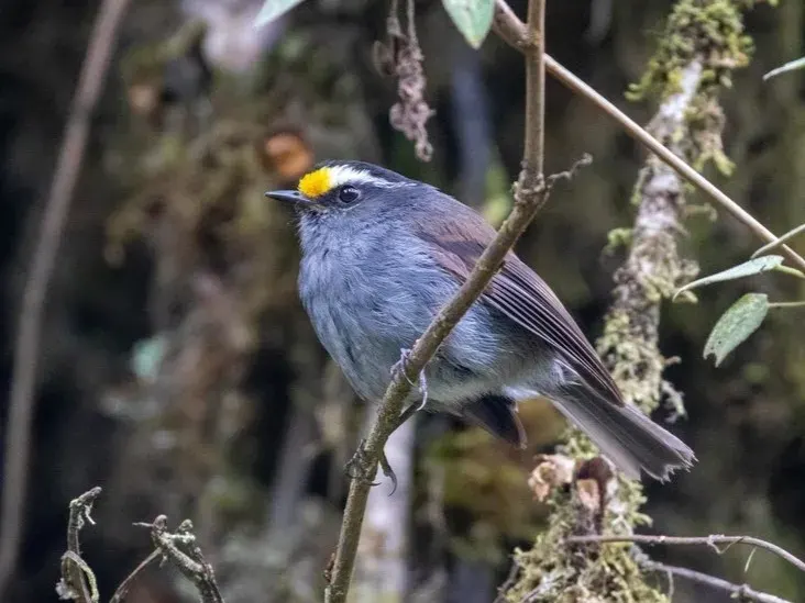 The Crowned chat-tyrant card