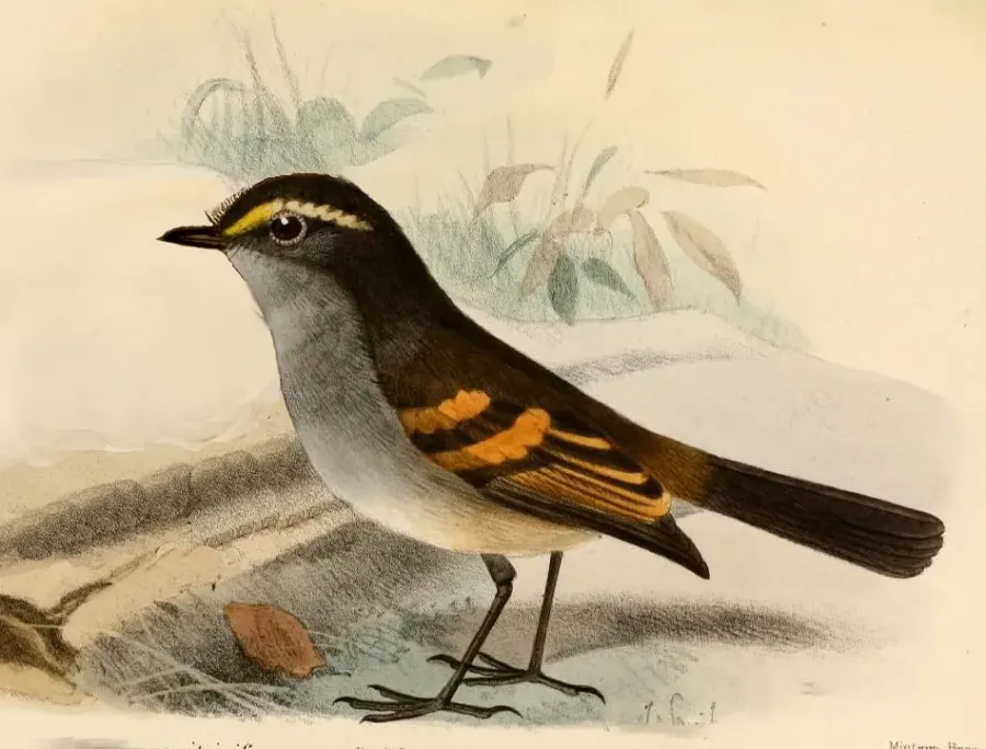 The Golden-browed chat-tyrant card