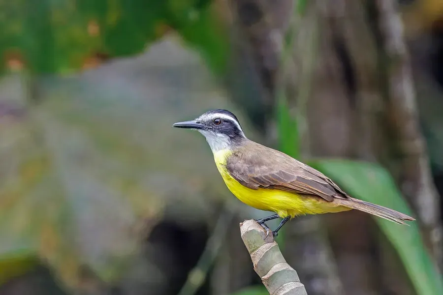 The Lesser kiskadee card