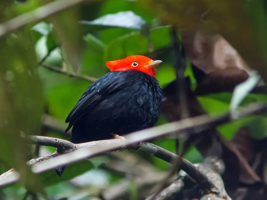 La carte Manakin à cornes rouges