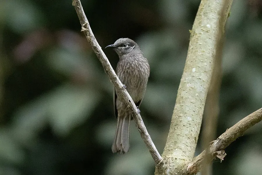 The Eungella honeyeater card