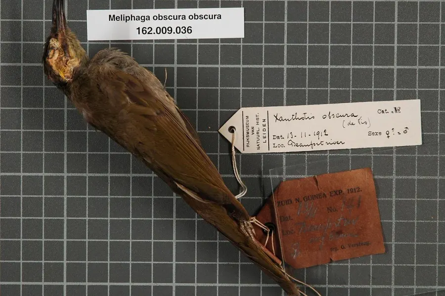 The Obscure honeyeater card