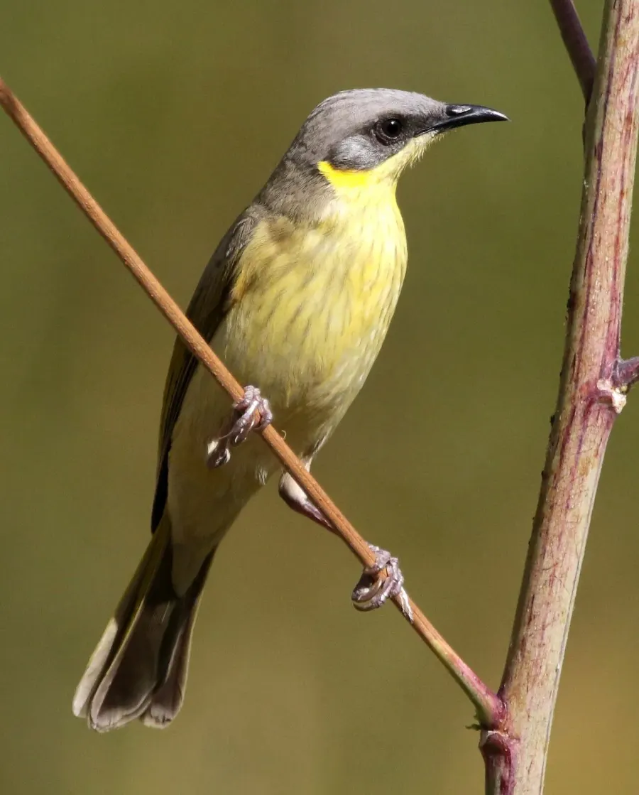 The Grey-headed honeyeater card