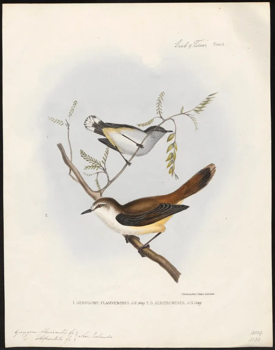 The Grey thornbill card