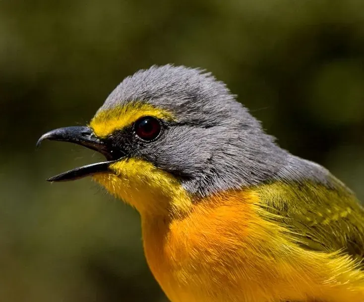 The Orange-breasted bushshrike card