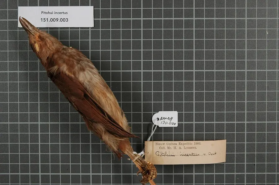 The White-bellied pitohui card