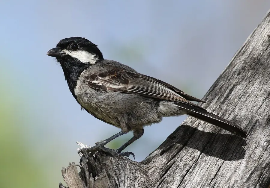 The Ashy tit card