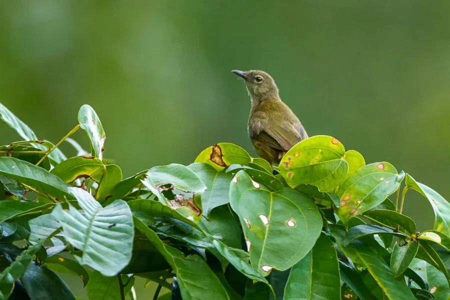The Little grey greenbul card