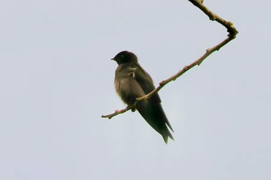 The Forest swallow card