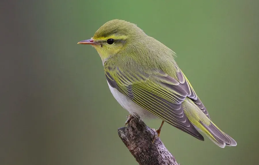 The Wood warbler card