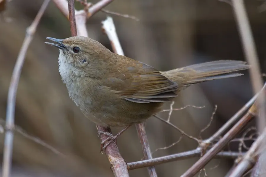 The Taiwan bush warbler card