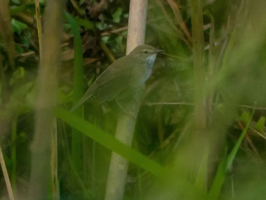 The Baikal bush warbler card