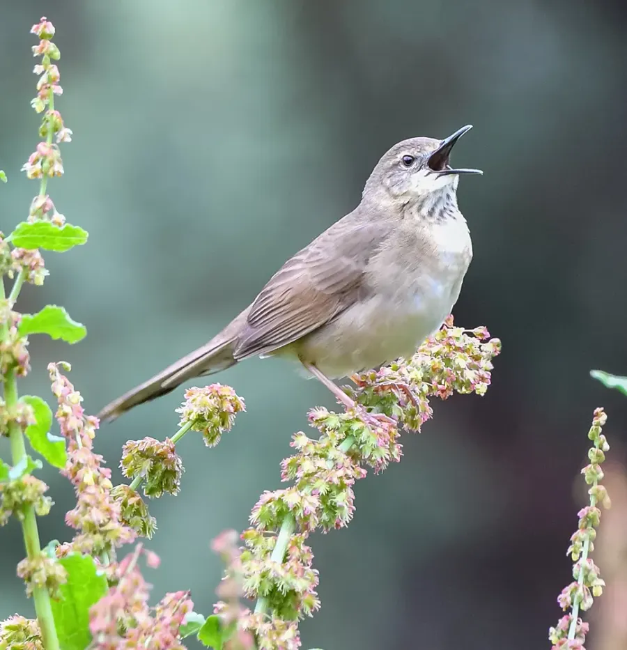 The Long-billed bush warbler card