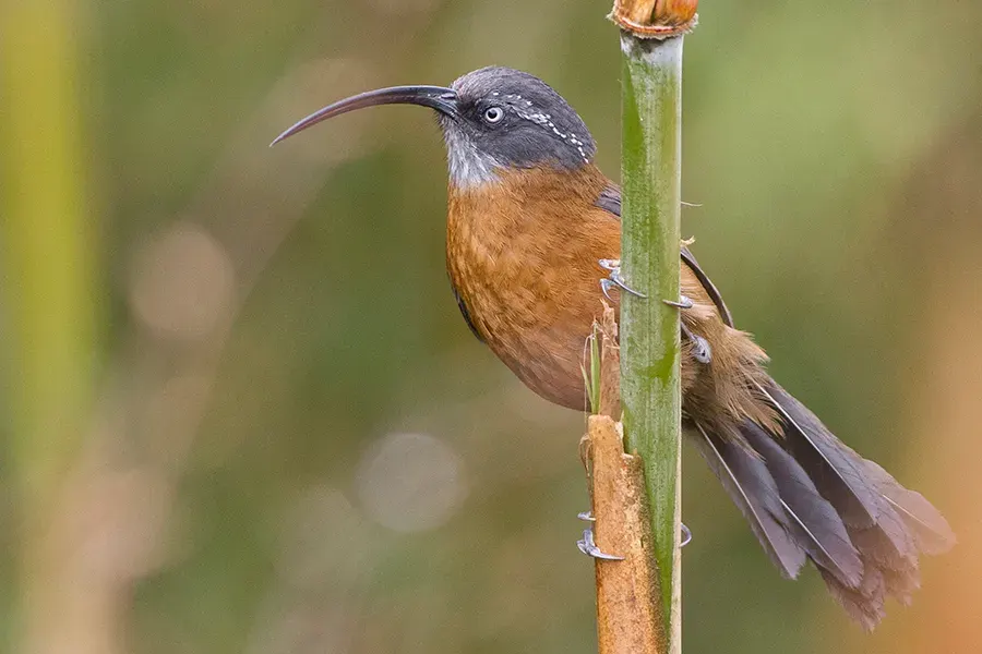 The Slender-billed scimitar babbler card