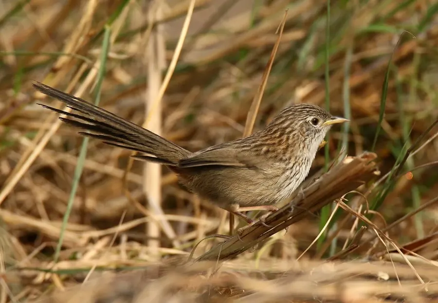 The Rufous-vented grass babbler card