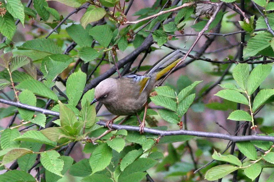 The Elliot's laughingthrush card
