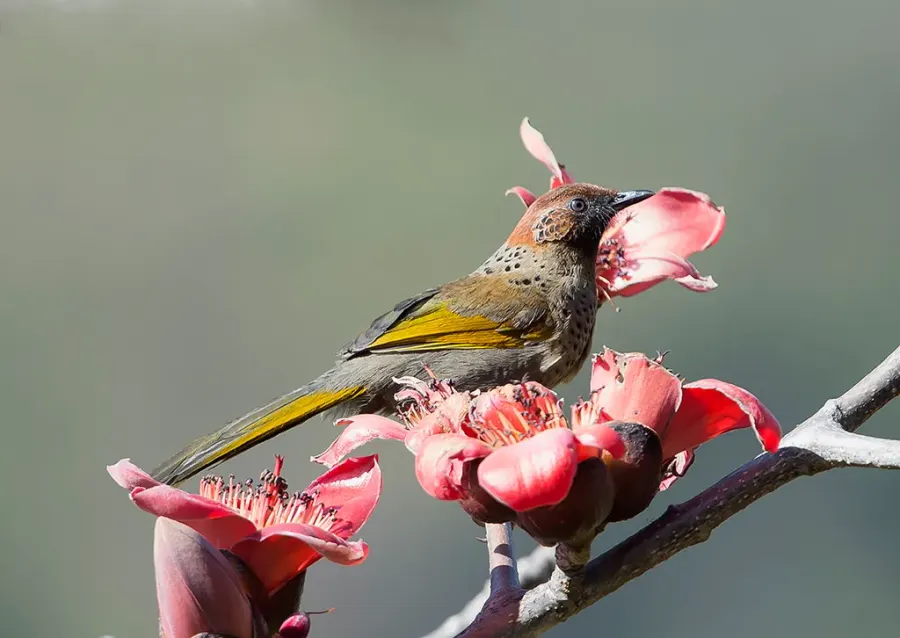 The Chestnut-crowned laughingthrush card