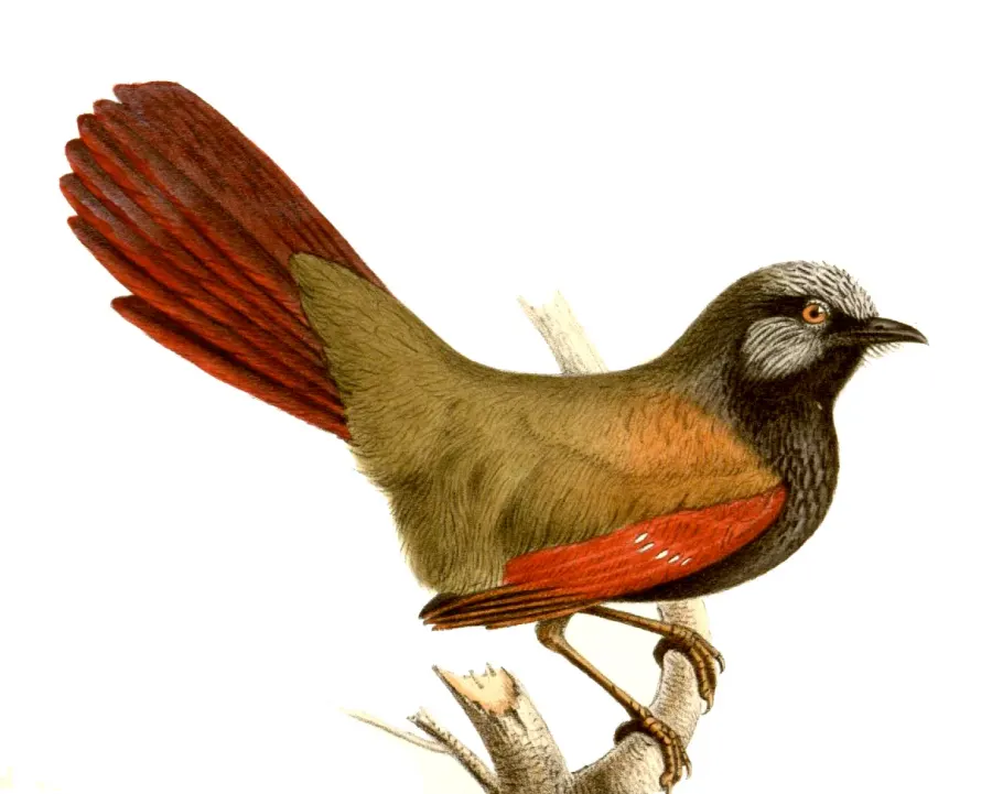 The Red-winged laughingthrush card