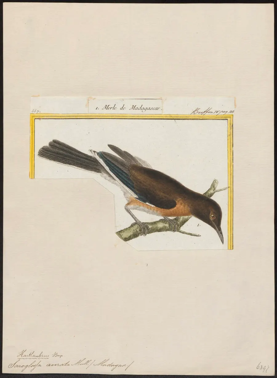 La carte Étourneau malgache