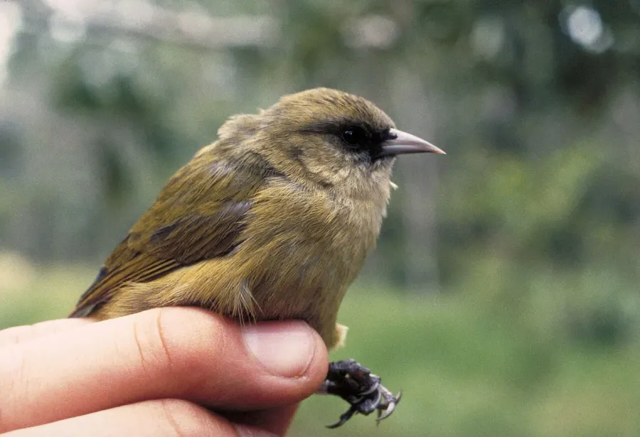 The Hawaiʻi creeper card