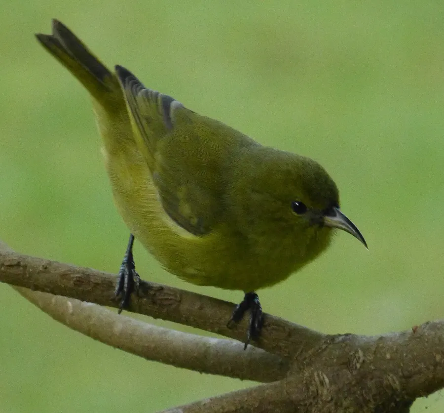 The Hawaiʻi ʻamakihi card