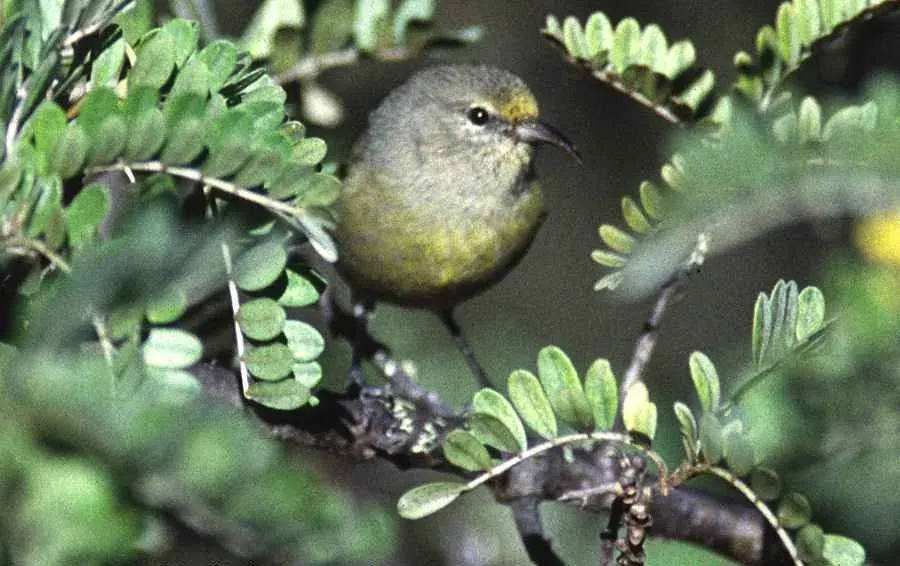 La carte Amakihi d'Oahu