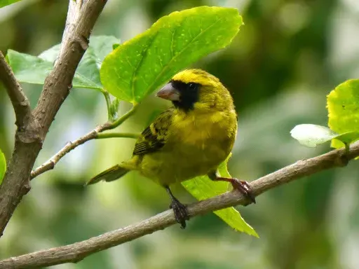 The Black-faced canary card