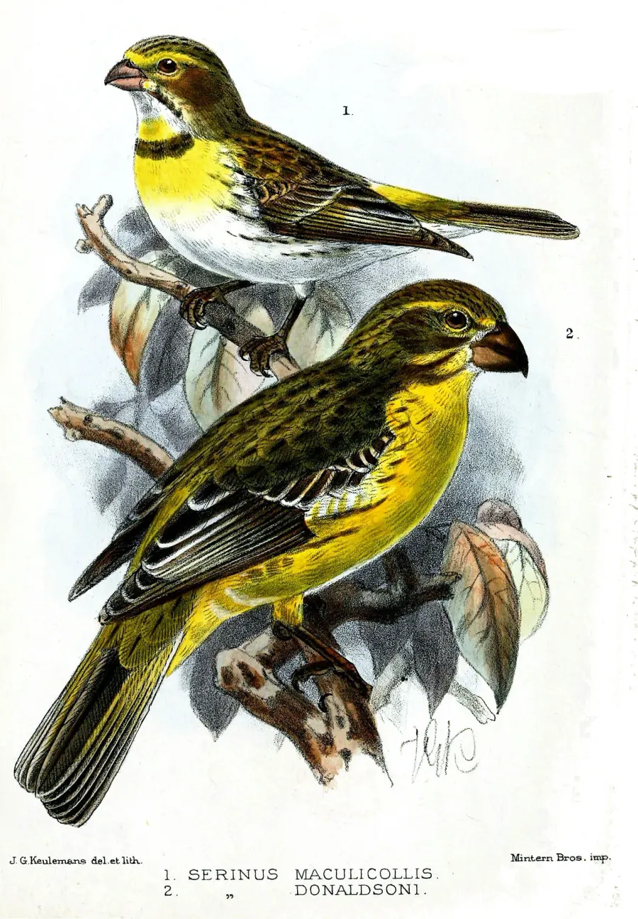 La carte Serin à gros bec