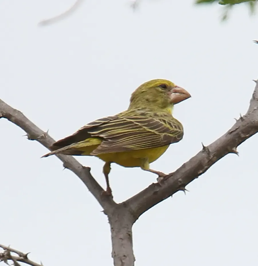La carte Serin de Buchanan