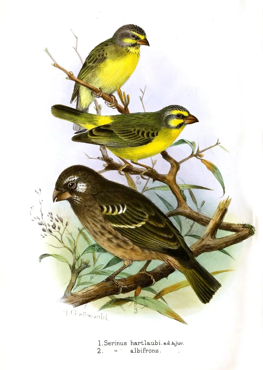 La carte Serin de Burton