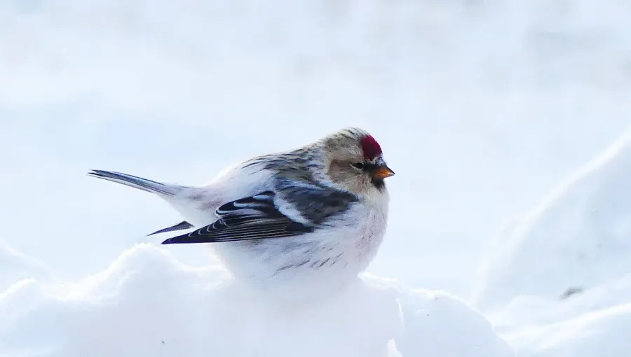 The Arctic redpoll card