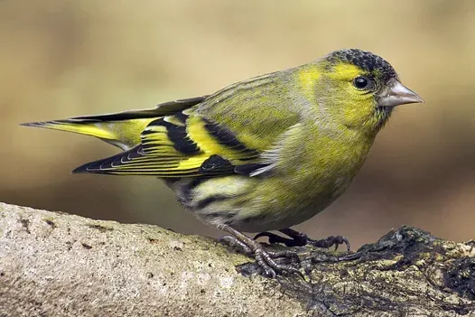 The Eurasian siskin card