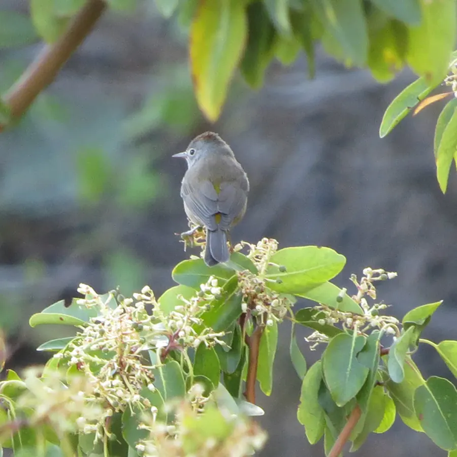 The Colima warbler card