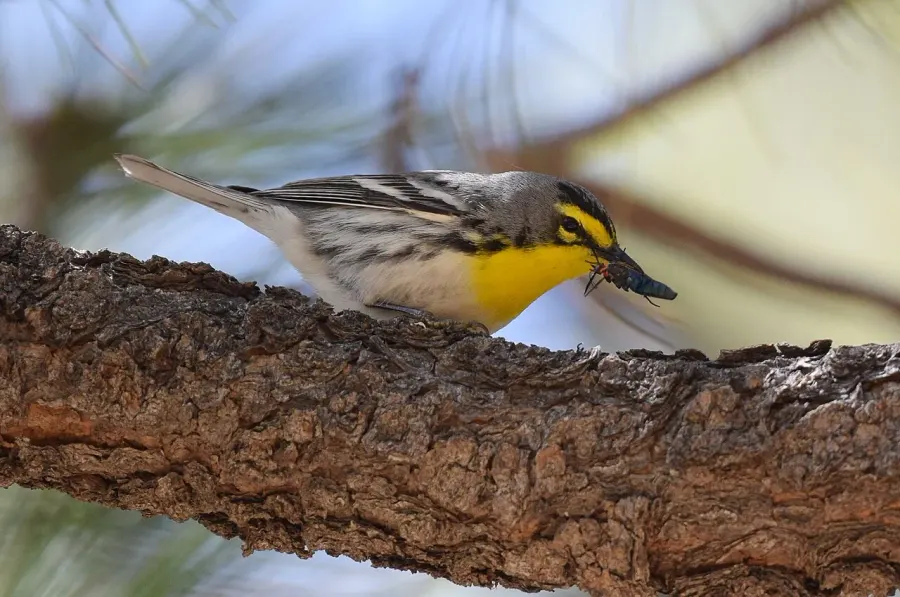 The Grace's warbler card