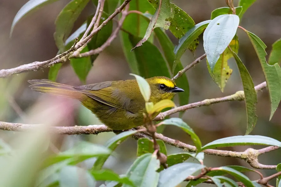 The Citrine warbler card