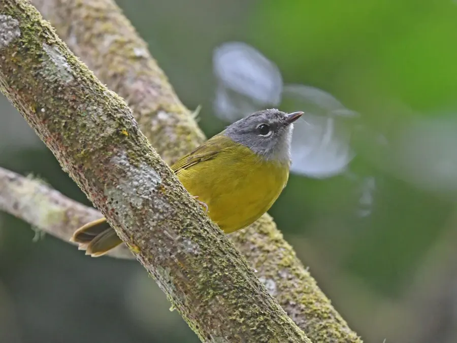 The White-lored warbler card
