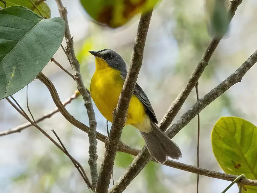 The Grey-and-gold warbler card