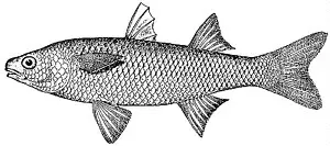 La carte Agonostomus