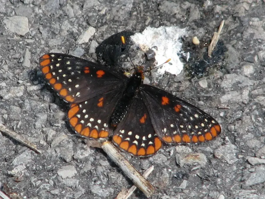The Euphydryas card