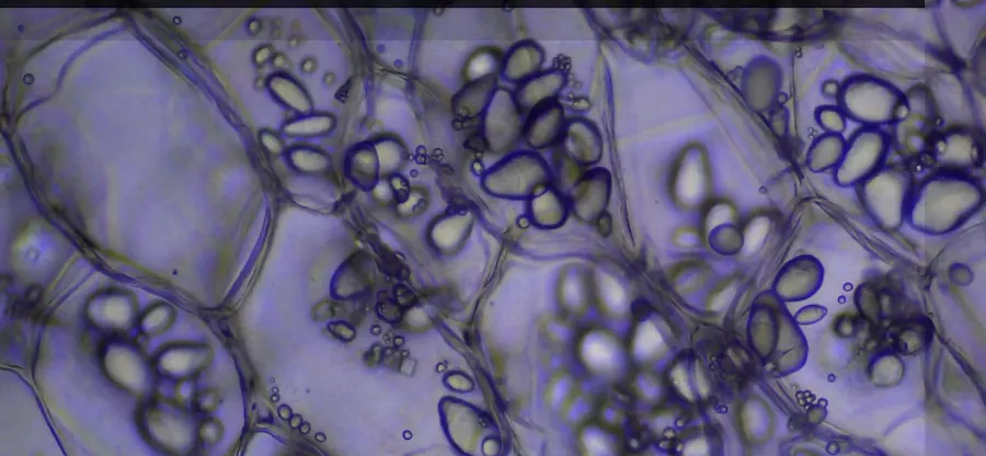 The Plant tissue card