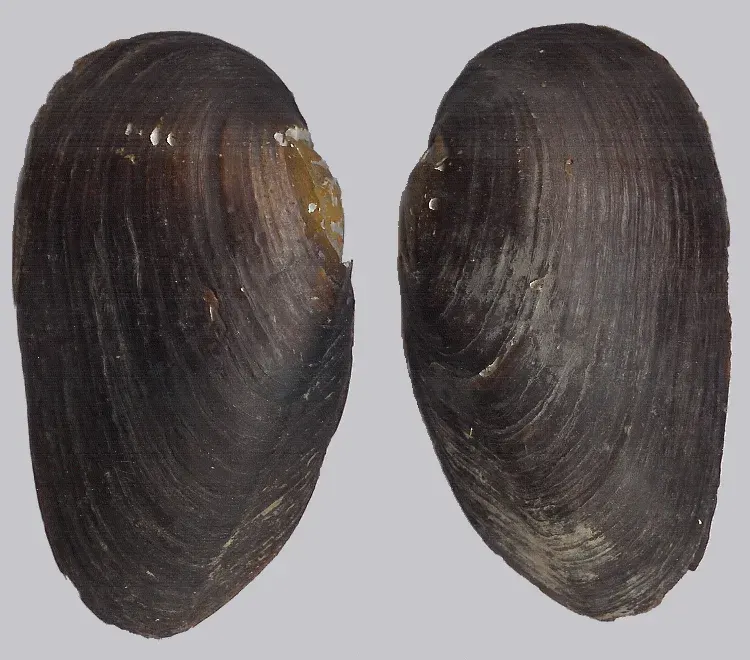 The Margaritifera card