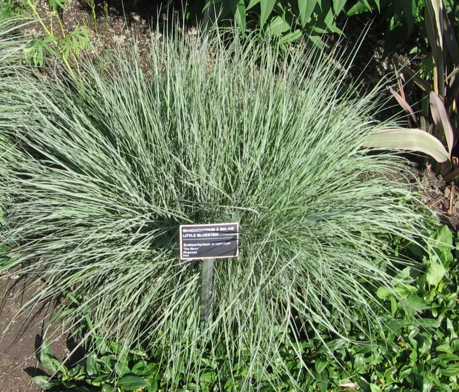 La carte Schizachyrium