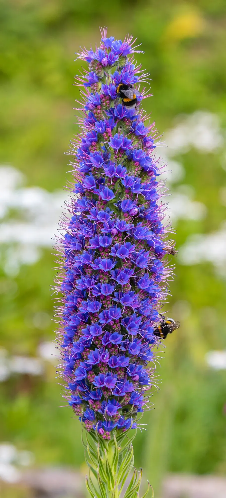 The Echium candicans card