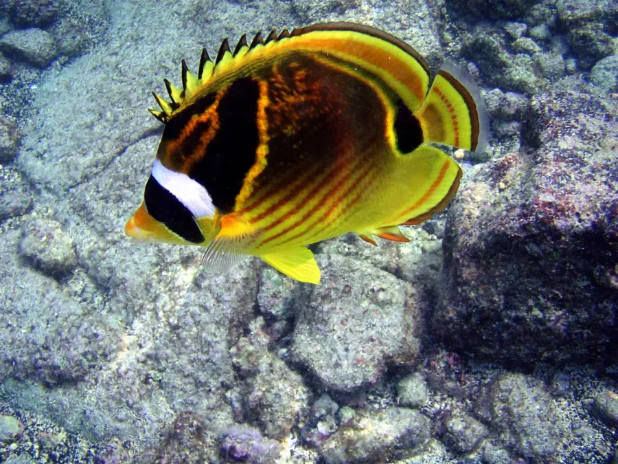 The Butterflyfish card