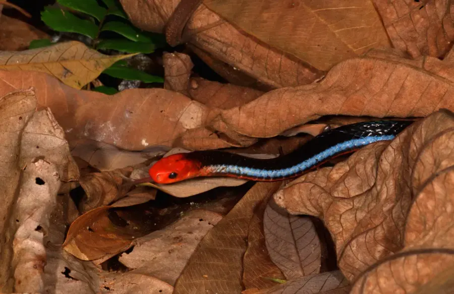 La carte Calliophis bivirgata
